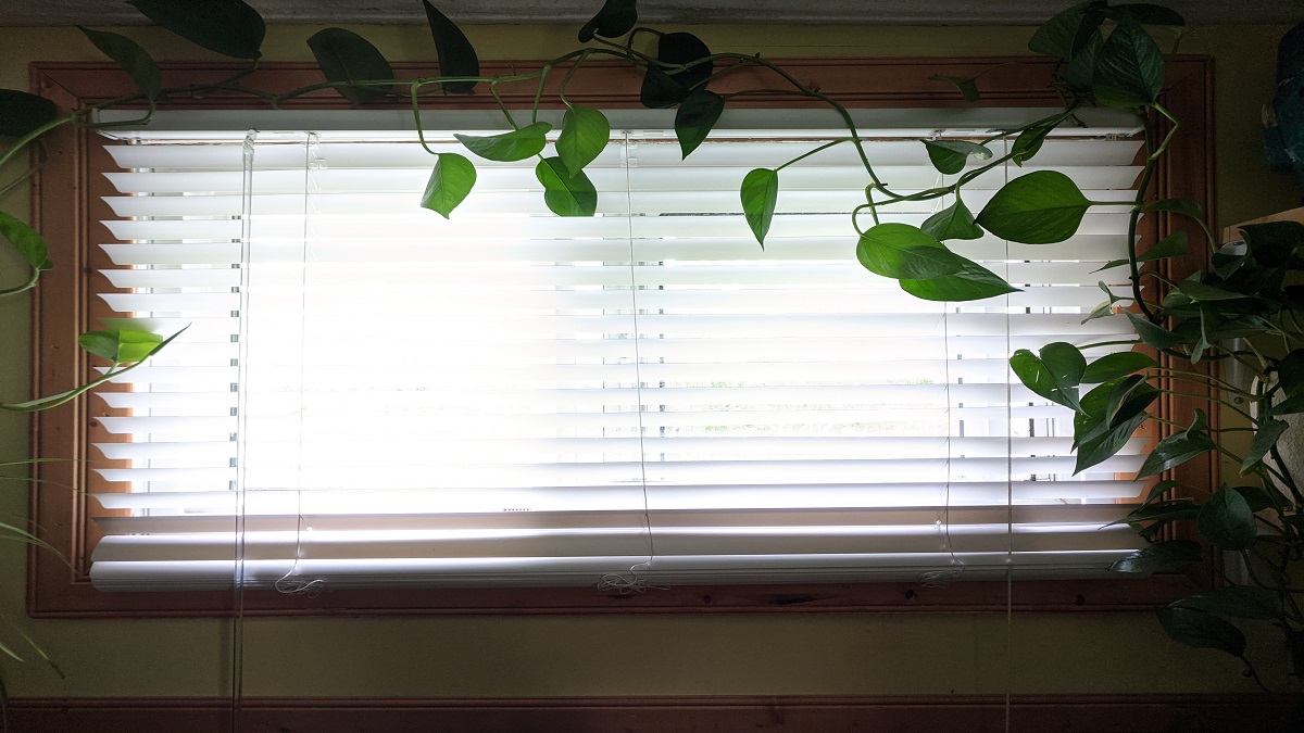 Window with green vine