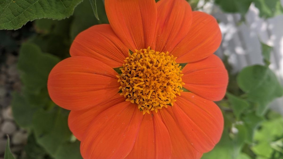 Bright orange flower